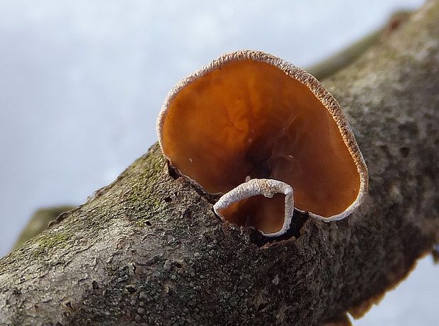 škľabka plstnatá Schizophyllum amplum (Lév.) Nakasone