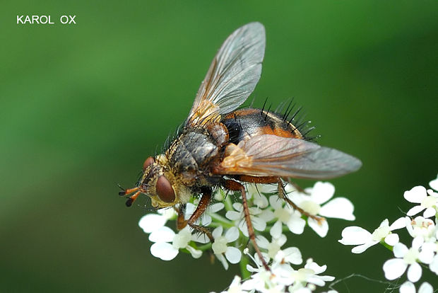 bystruša červenonohá Tachina fera