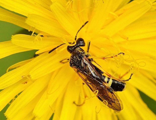 piliarka Tenthredo bifasciata