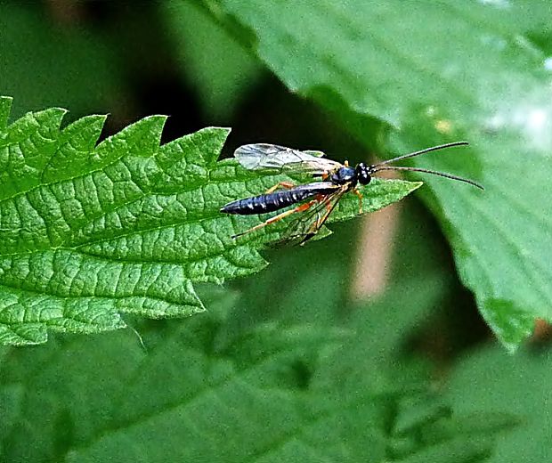 lumok  Pimpla sp.