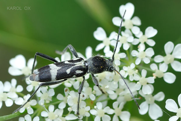 fuzáč Chlorophorus figuratus