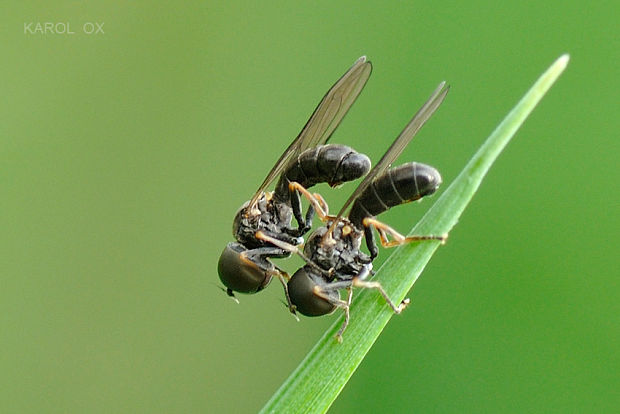 hlavaňa Eudorylas sp.