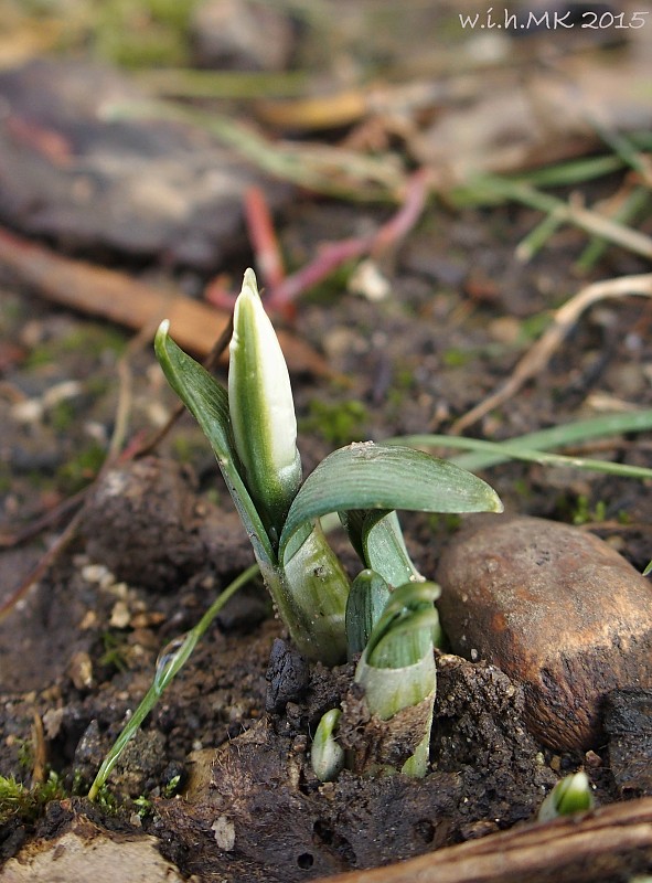 snežienka jarná Galanthus nivalis L.