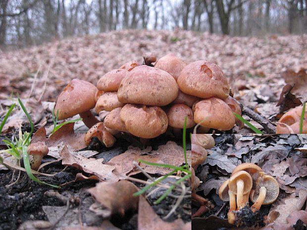 peniazovka dubová Gymnopus dryophilus (Bull.) Murrill