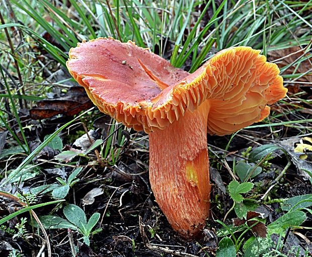 lúčnica granátovočervená Hygrocybe punicea (Fr.) P. Kumm.