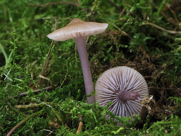 prilbička reďkovková Mycena pura (Pers.) P. Kumm.