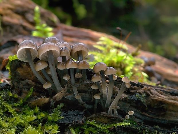 prilbička hnedosivá Mycena tintinnabulum (Paulet) Quél.