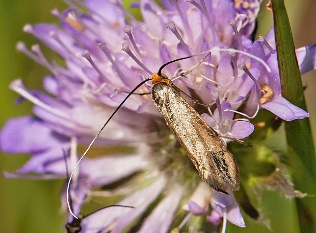 adéla chrastavcová Nemophora metallica