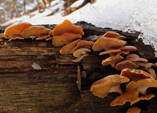 pňovka obyčajná Panellus stipticus (Bull.) P. Karst.