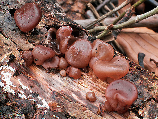 uchovec bazový Auricularia auricula-judae (Bull.) Quél.