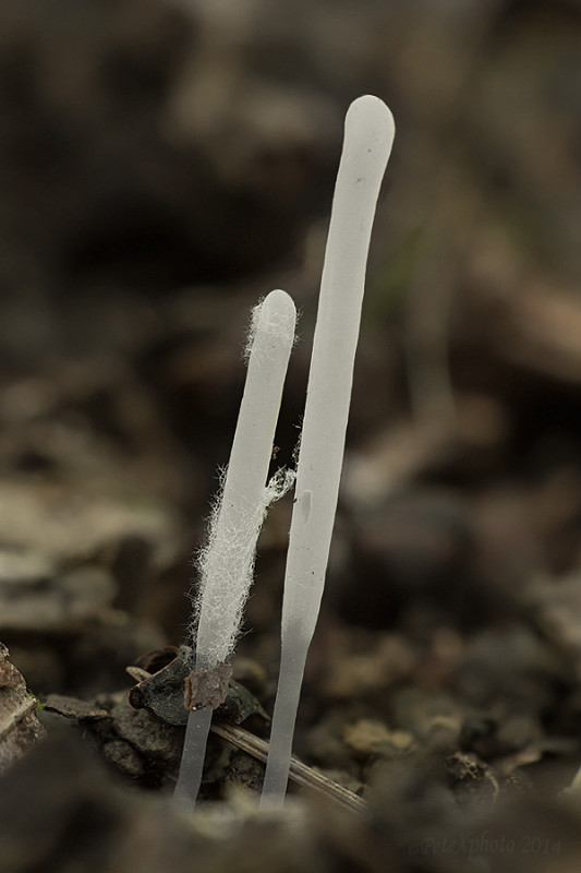 kyjačik Clavaria sp.