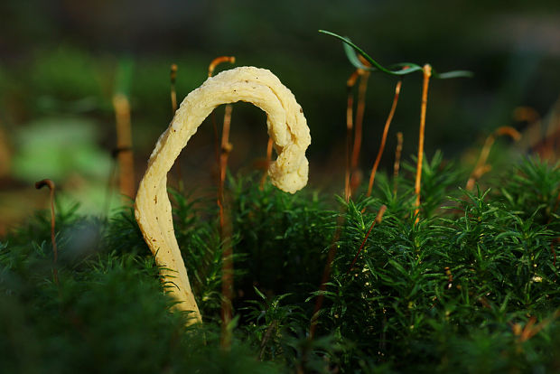 konárovka Clavulina sp.