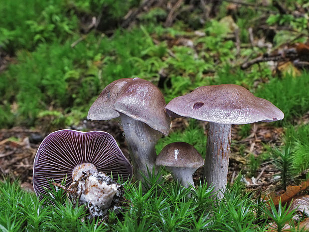 pavučinovec Cortinarius sp.