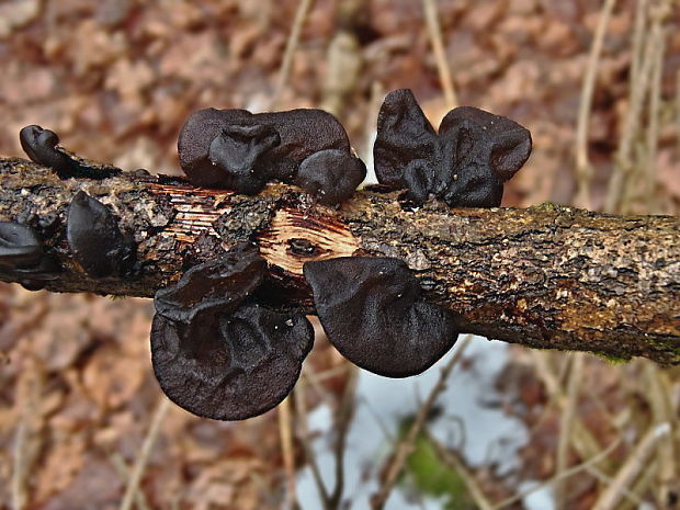 tmavorôsolovec mušľovitý Exidia truncata Fr.