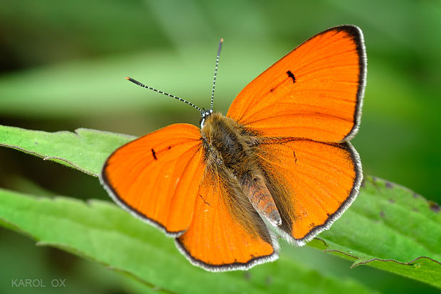 ohniváčik veľký Lycaena dispar