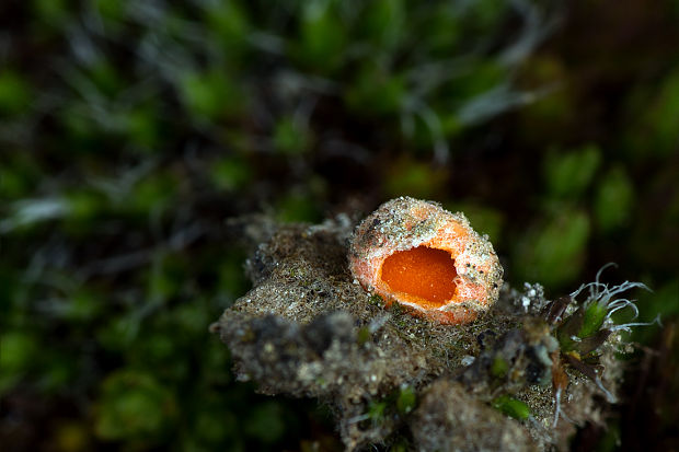 kvapka Octospora sp.  Svrček et Kubička