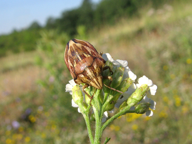 bzdocha Odontotarsus purpureolineatus