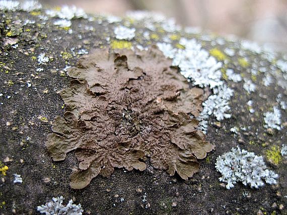 diskovka sivohnedá Parmelia glabratula = Melanelixia glabratula