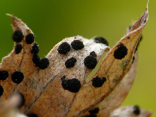 priehradkovec machový Phragmidium potentillae (Pers.) P. Karst.