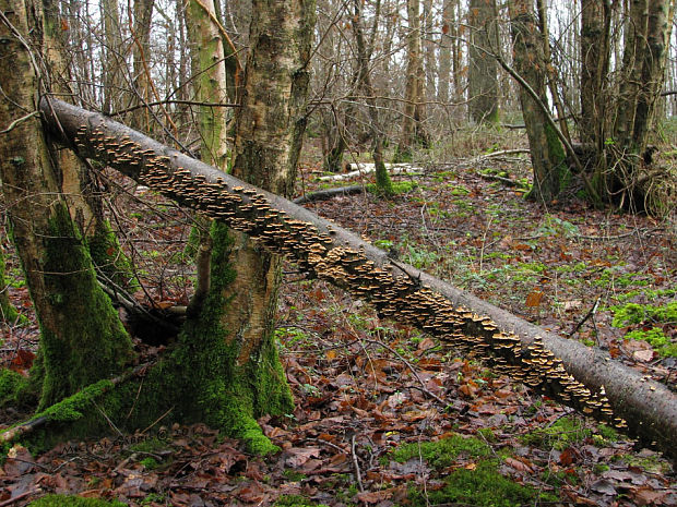 mäkkúšik kučeravý (biotop) Plicaturopsis crispa (Pers.) D.A. Reid