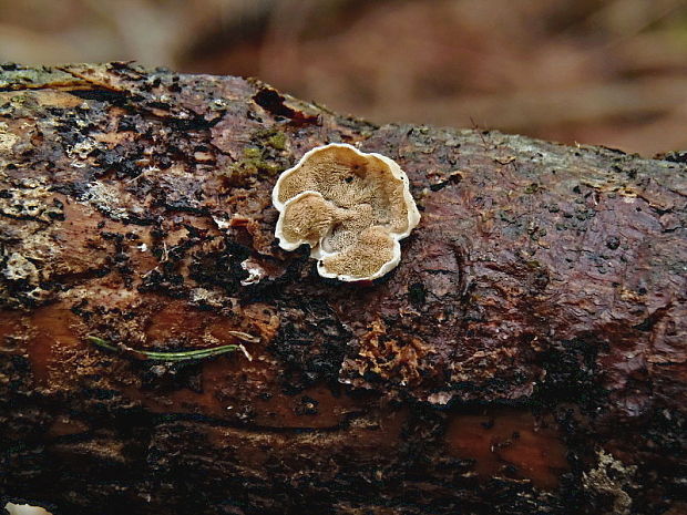 kostrovka sivastá Skeletocutis carneogrisea A. David