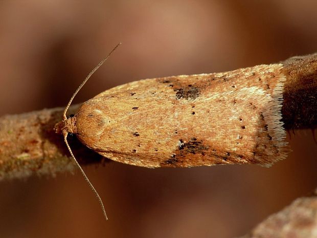 obaľovač trojškvrnný (sk) / obaleč (cz) Acleris notana Donovan, 1806