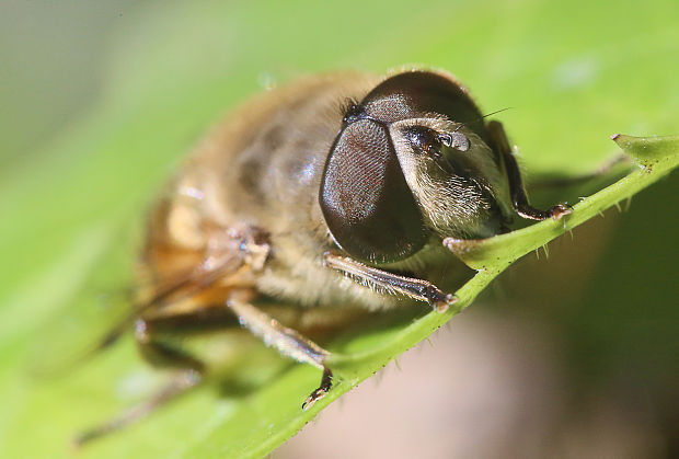 trúdovka obyčajná Eristalis tenax