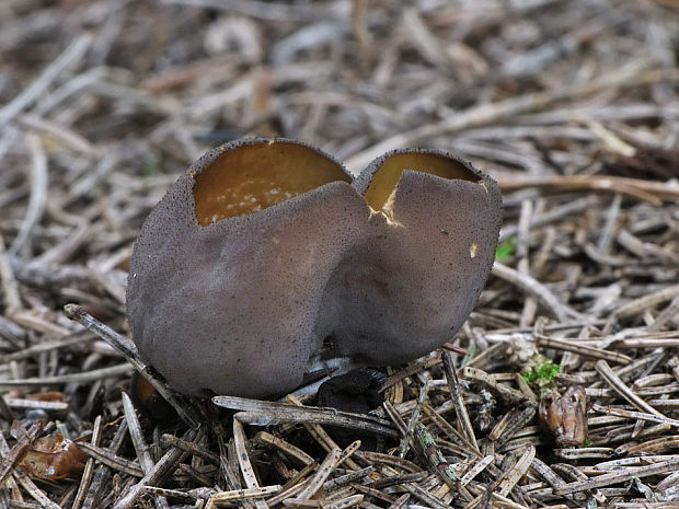 uško Otidea sp.