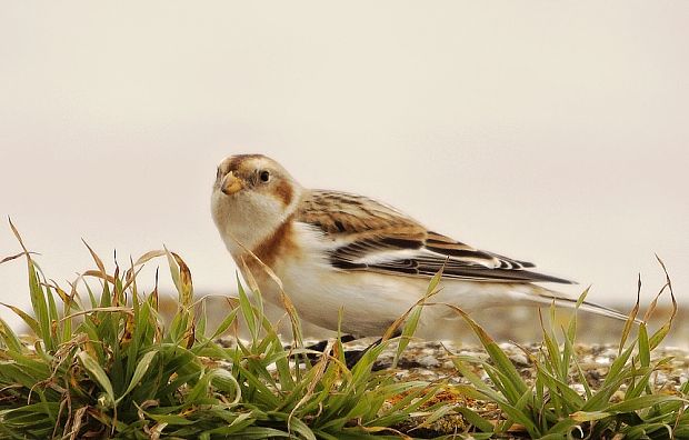 snehuľka severská Plectrophenax nivalis