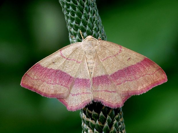 piadica prútnatcová (sk) / žlutokřídlec janovcový (cz) Rhodostrophia vibicaria Clerck, 1759