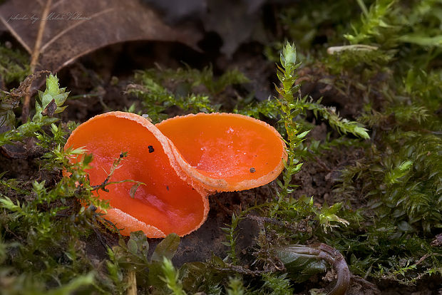 ohnivec šarlátový Sarcoscypha coccinea (Gray) Boud.