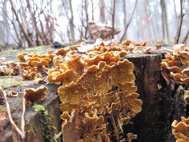 pevník chlpatý Stereum hirsutum (Willd.) Pers.