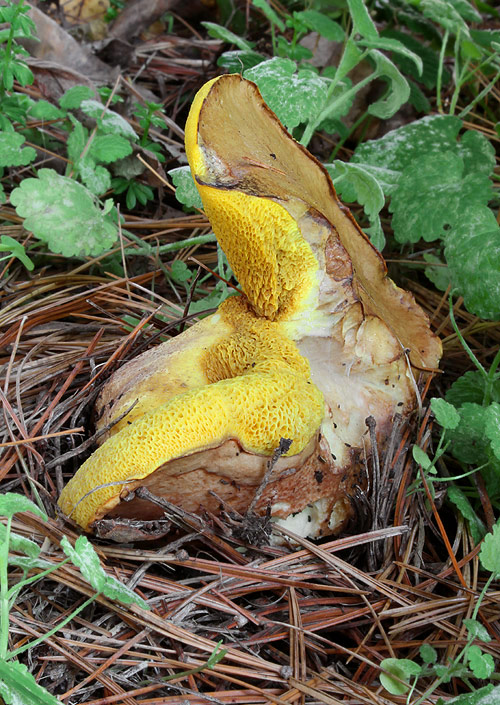 masliak kopcový Suillus collinitus (Fr.) Kuntze