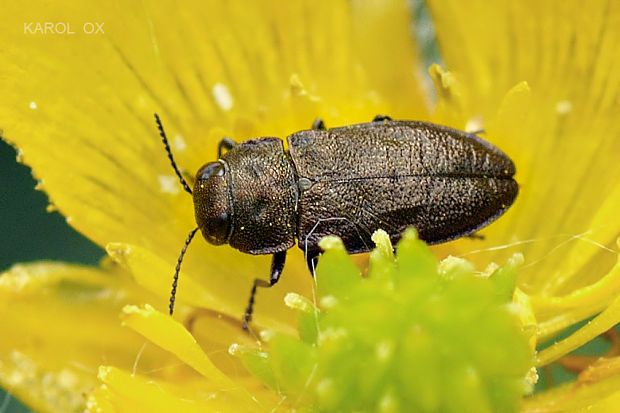 krasoň štvorbodý Anthaxia quadripunctata