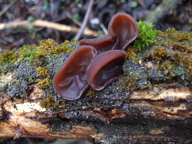 uchovec bazový Auricularia auricula-judae (Bull.) Quél.