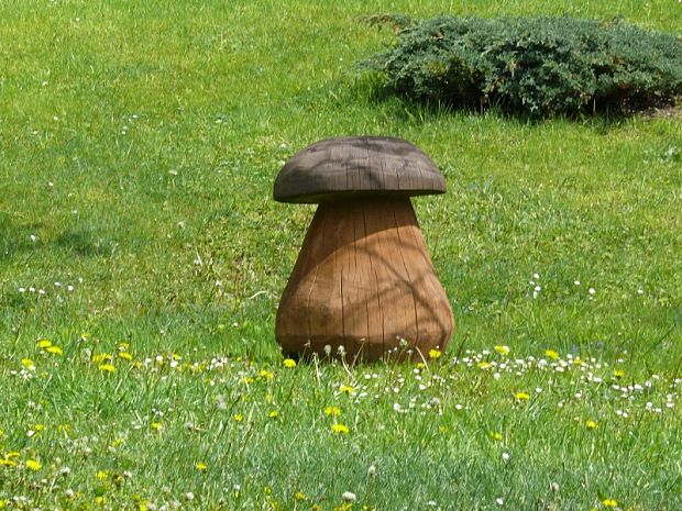 hríb dubový Boletus reticulatus Schaeff.