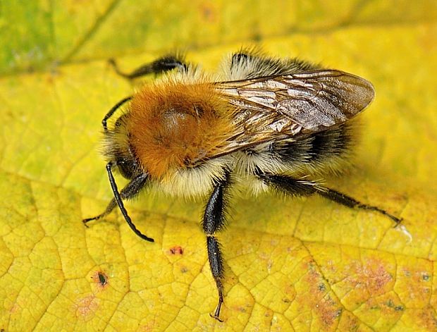 čmeľ poľný Bombus pascuorum