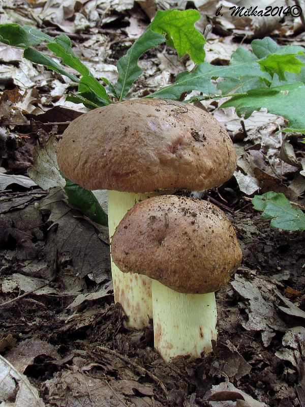 hríb príveskatý Butyriboletus appendiculatus (Schaeff. ex Fr.) Secr.