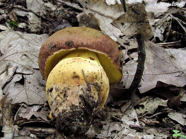 hríb príveskatý Butyriboletus appendiculatus (Schaeff. ex Fr.) Secr.