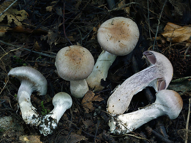 pavučinovec diabolský Cortinarius diabolicus (Fr.) Fr.