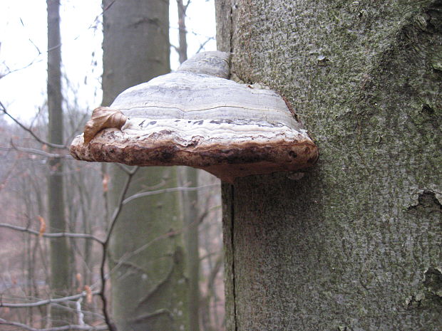 práchnovec kopytovitý Fomes fomentarius (L.) J.J. Kickx