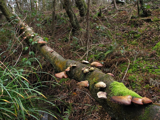 brezovník obyčajný (biotop) Fomitopsis betulina (Bull.) B.K. Cui, M.L. Han & Y.C. Dai