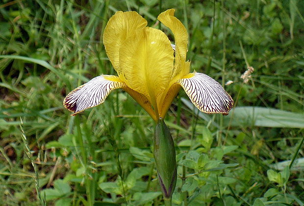 kosatec dvojfarebný Iris variegata L.