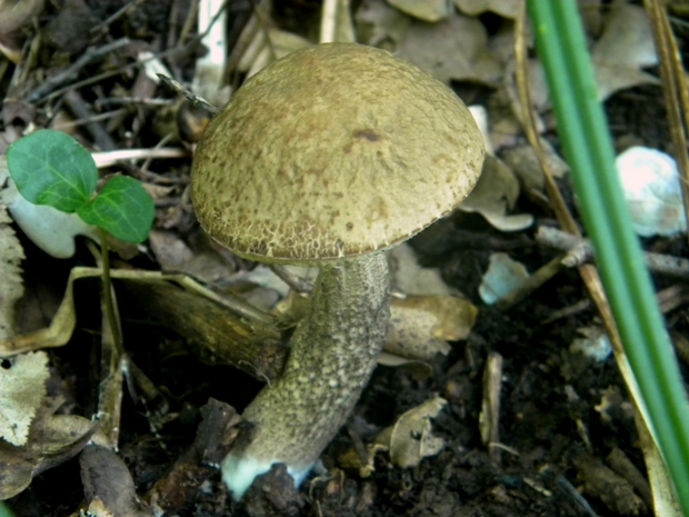 kozák hrabový Leccinum pseudoscabrum (Kallenb.) Šutara