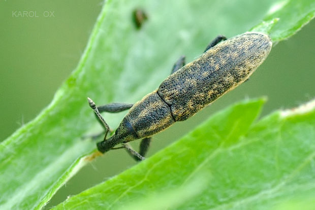 dlhánik Lixus fasciculatus