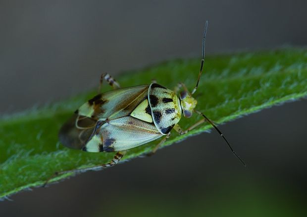 . Lygus gemellatus