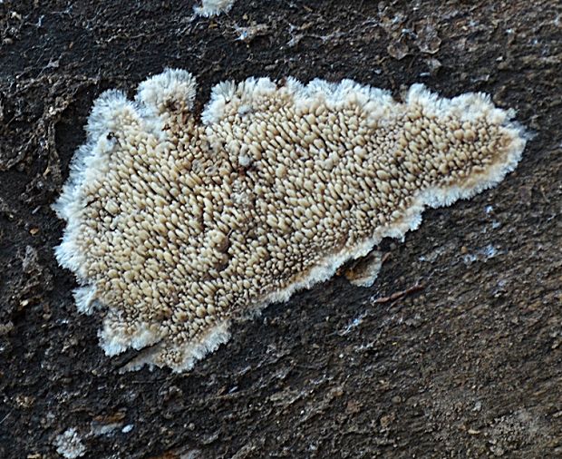 struháčik blanitý Radulomyces molaris (Chaillet ex Fr.) M.P. Christ.