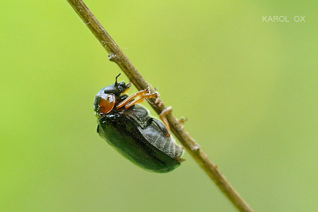 liskavka Smaragdina aurita