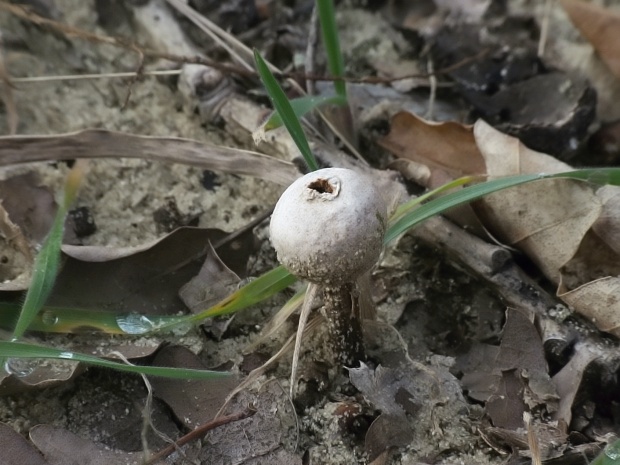 stopkovec vláknitý Tulostoma fimbriatum Fr.