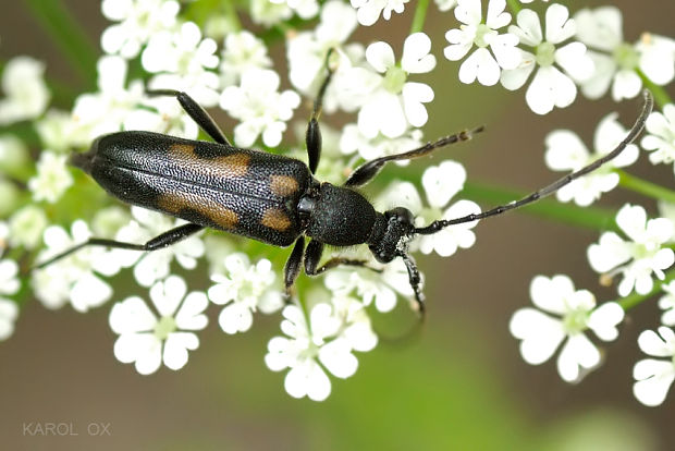 fuzáč Anoplodera sexguttata var. excalamationis